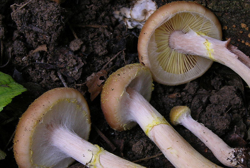 Un fosso......e una marea di funghi.(parte 3)